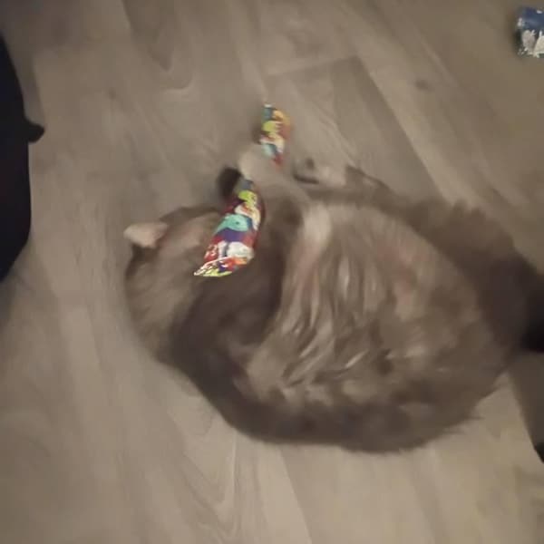 Kick Out Cat 15