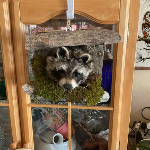 Dark Tall 4x4 Mule Deer Antler Horn Fake Skull Mount Taxidermy Rack Man ...