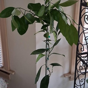 Doreen added a photo of their purchase