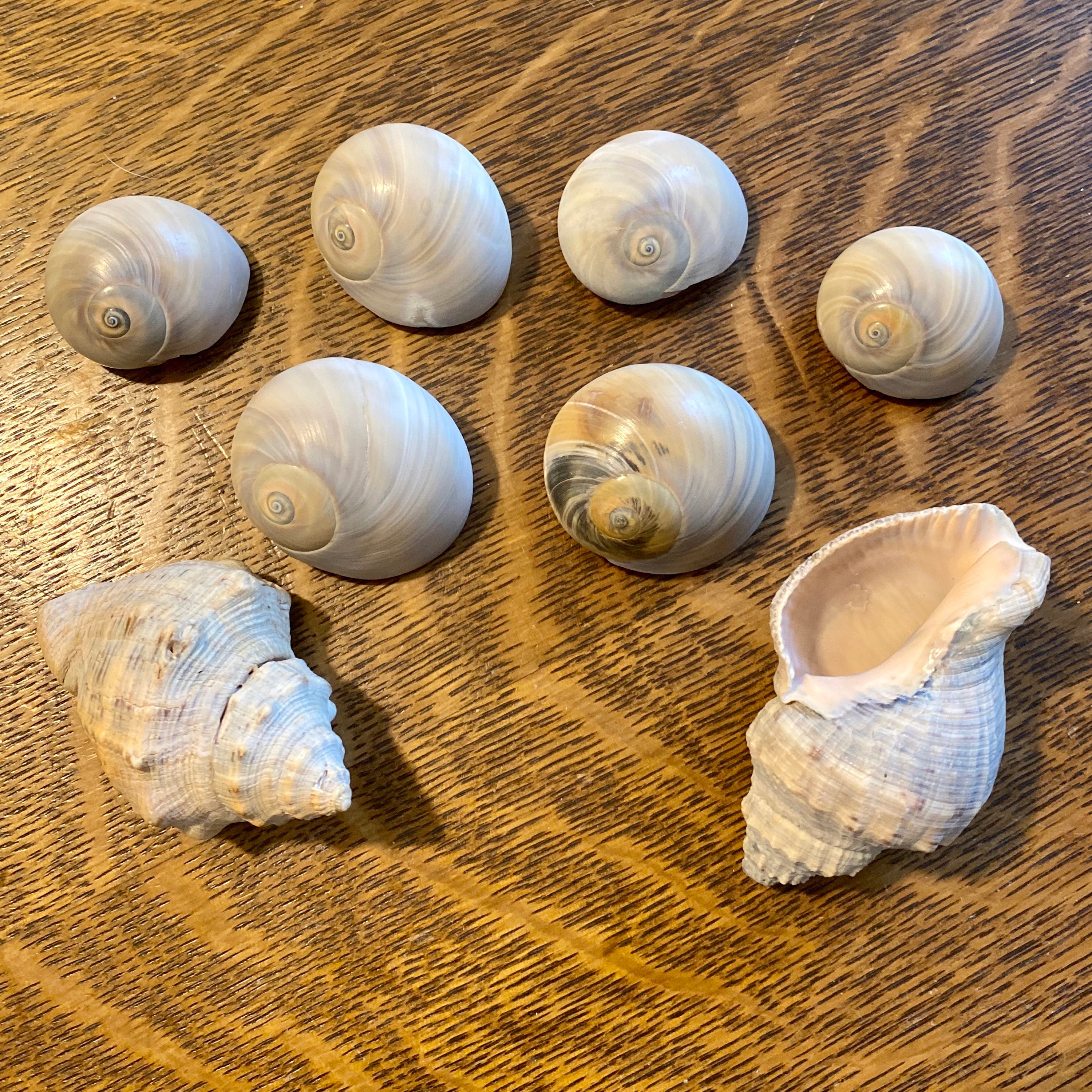 Larger Hermit Crab Shells, Set of 10, US Shipping Included