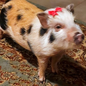 Melanie ha añadido una foto de su compra