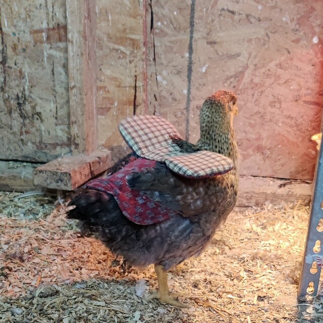 Hen Saddle, Chicken Apron Tail Guard AND Now Added Wing Guard! PDF Pattern Make Your Own - Etsy hen-saddle-chicken-apron-tail-guard-and-now-added-wing-guard-pdf-pattern-make-your-own-etsy