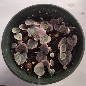 BigMamasHouseplants added a photo of their purchase