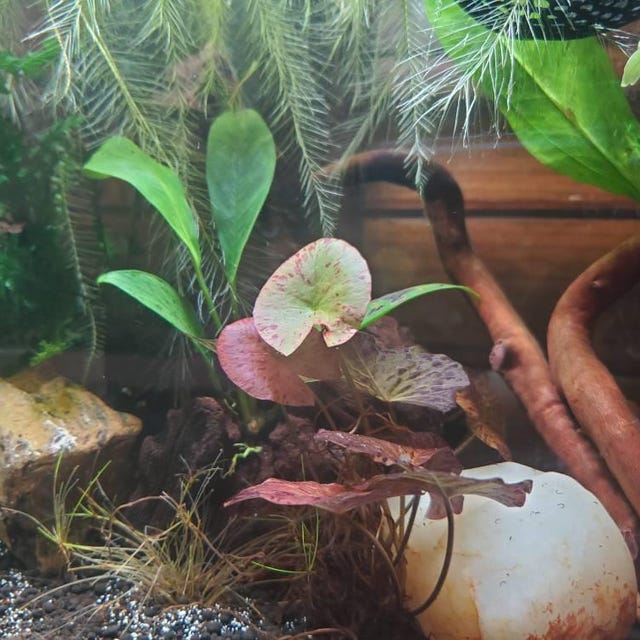 BUY 2 GET 1 FREE - Tiger Lotus / Nymphaea Zenkeri Live Aquarium Plant - Beginner Friendly