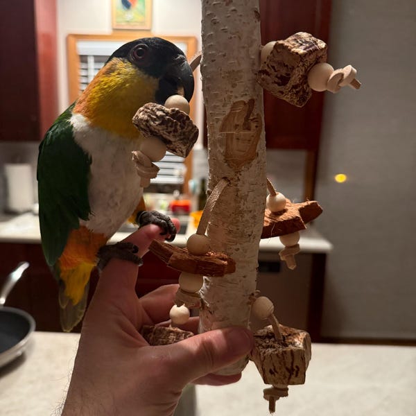 Picture of Textured Wooden Parrot Stand • Modern Parrot Stand • Tabletop Parrot ...