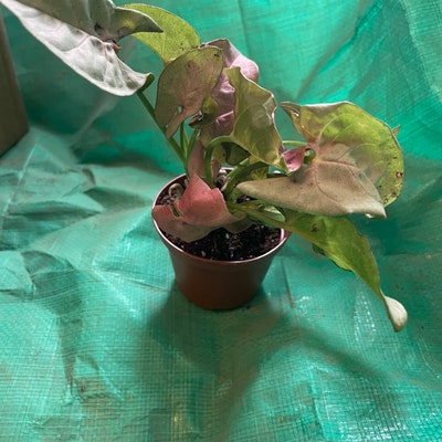 Western Blue Flag Iris 10 Seeds Iris Missouriensis - Etsy