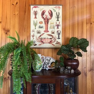Celestial Vintage School Chart Poster With Tasmanian Oak - Etsy India