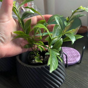 Etsy のお客さま さんが購入した商品の写真を追加しました