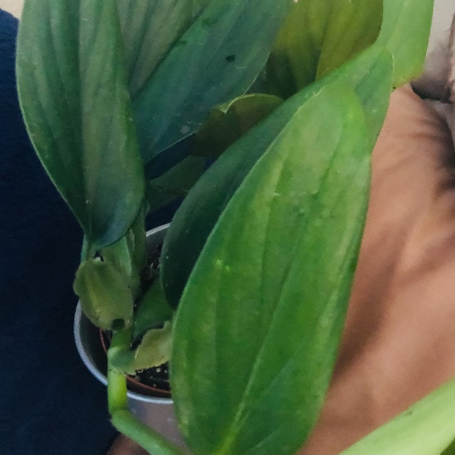 Philodendron Guttiferum, 4" Plant - Etsy