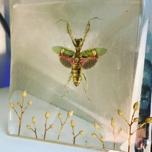 Candace ha añadido una foto de su compra