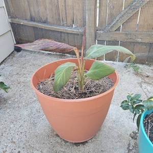 Ivellisse ha añadido una foto de su compra