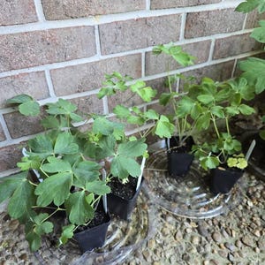 Rachel hat ein Foto des gekauften Artikels hinzugefügt