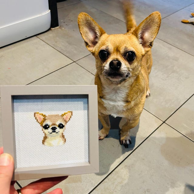 チワワページ 甘木-7189 チワワ | 【公式】ペッツメイト ▶︎ 九州で10店舗の