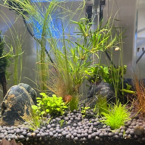 Eleocharis Vivipara Giant Hair Grass Freshwater Live Aquarium Plants ...