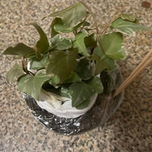 Nahid added a photo of their purchase