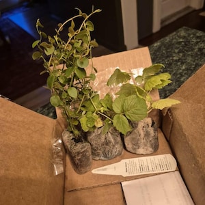 Melanie added a photo of their purchase