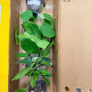Etsy-Käufer:in hat ein Foto des gekauften Artikels hinzugefügt