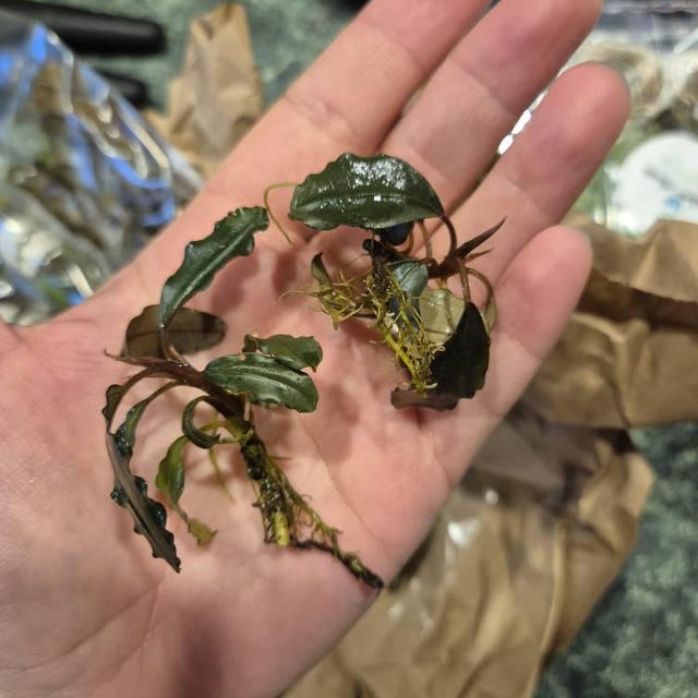 Bucephalandra Rainbow Marble Potted Aquarium Plant 3 Pack RARE - Etsy