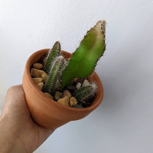 alycia added a photo of their purchase