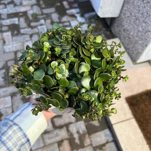 Mi ha añadido una foto de su compra