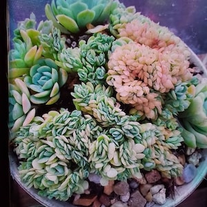 Cassandra ha añadido una foto de su compra