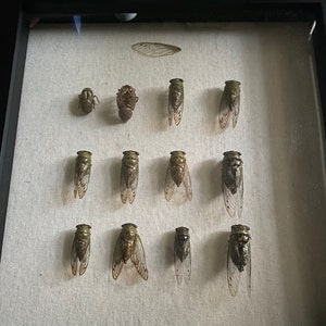 Haylie added a photo of their purchase