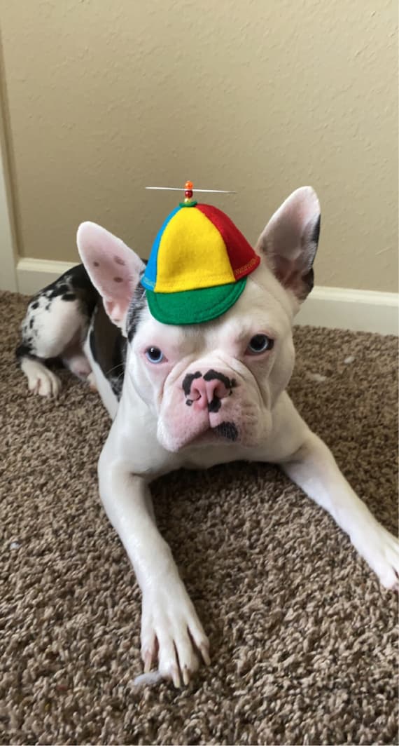 Customer photo of a pet with the Beanie Hat / Propeller Helicopter hat for Cat