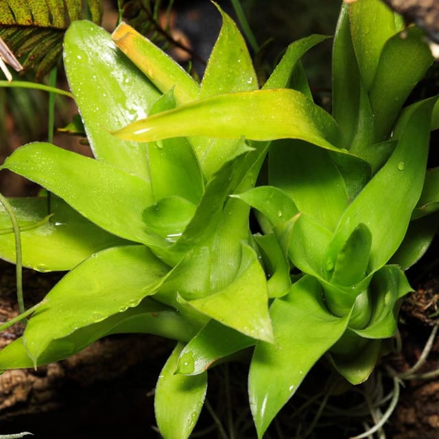 Catopsis morreniana giant form 食虫植物 漫活雨林Slowness Rainforest - Catopsis morreniana 'Giant