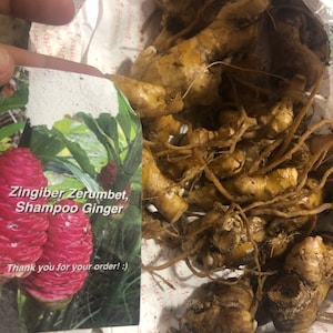 10 Shampoo Ginger Rhizomes, Zingiber Zerumbet, Awapuhi Kuahiwi ...