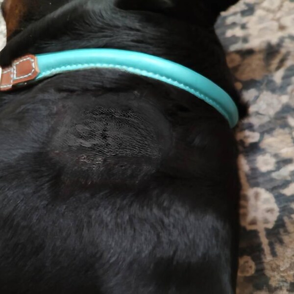 Pro Line Quick-Release Coral Reef Leather Dog Collar with Metal Buckle