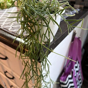 Laura added a photo of their purchase