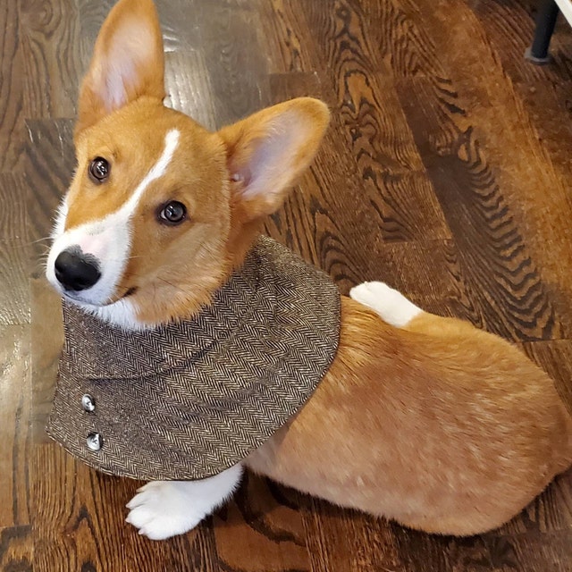 Handmade bespoke Dog clothes by on Etsy