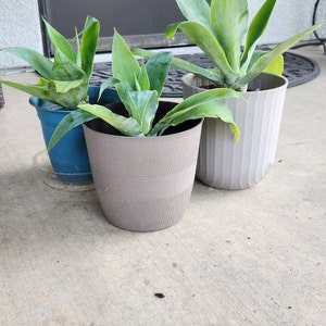 Cle added a photo of their purchase