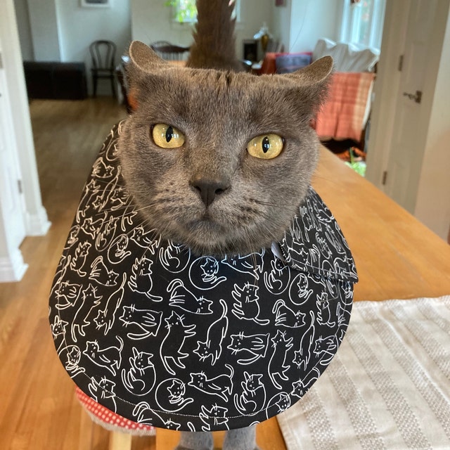 Cone Collar Alternatives To Cat Wearing Cone After Surgery Petco