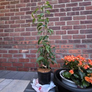 Lunette added a photo of their purchase