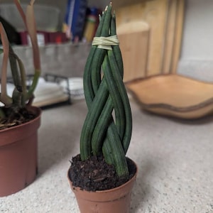 m. added a photo of their purchase
