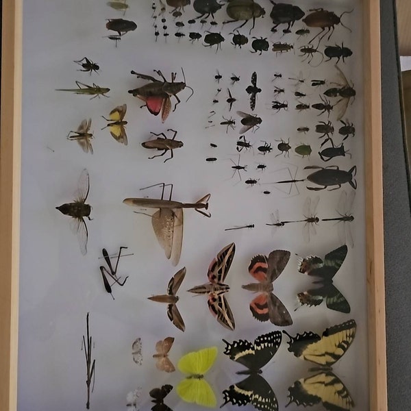 Insect Study Board BIG Angled Spreading Boards for Large Tropical Butterflies and Moths ...