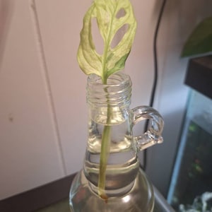 Shelly ha añadido una foto de su compra