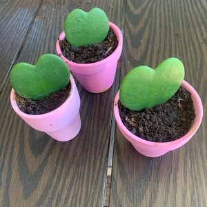 patti added a photo of their purchase