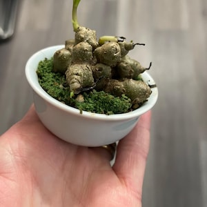 Stephanie added a photo of their purchase