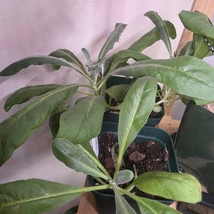 Jennifer added a photo of their purchase