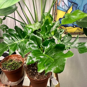 Kiara added a photo of their purchase