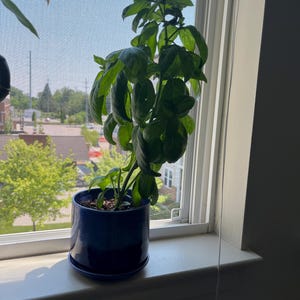 Shelby added a photo of their purchase