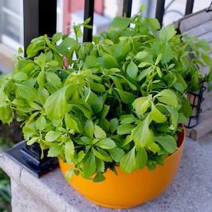 Anna adicionaram uma foto da sua compra