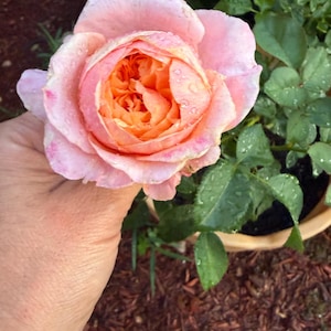 Etsy buyer added a photo of their purchase