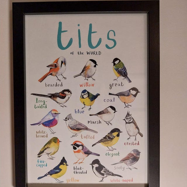 Tits of the WORLD - Bird Art Print - A4 - New Edition! - Etsy Canada