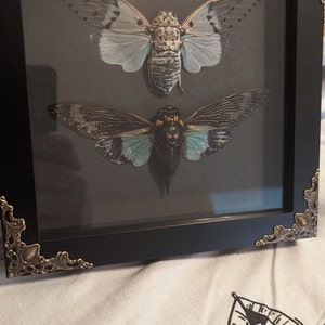 Cicada Pair White Ghost + Turquoise Wing in Baroque Style Deep