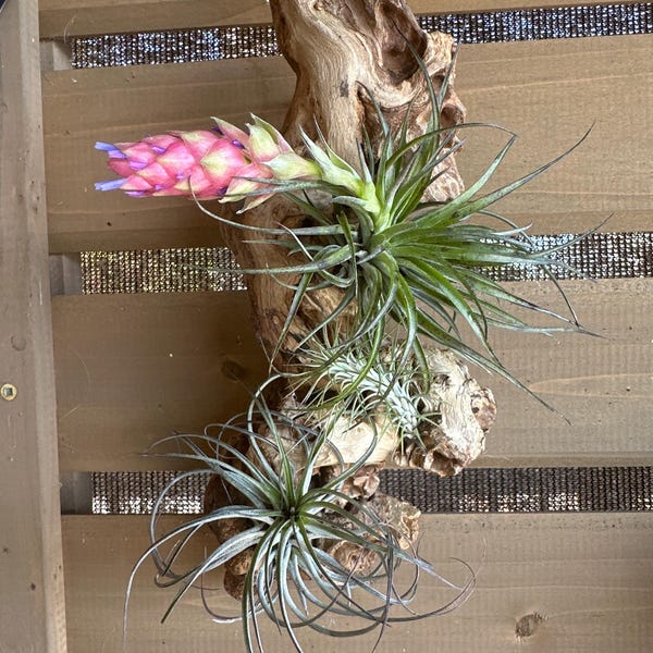 Group of 5 Assorted Tillandsias | Small Air Plants | Hello Tilly ...