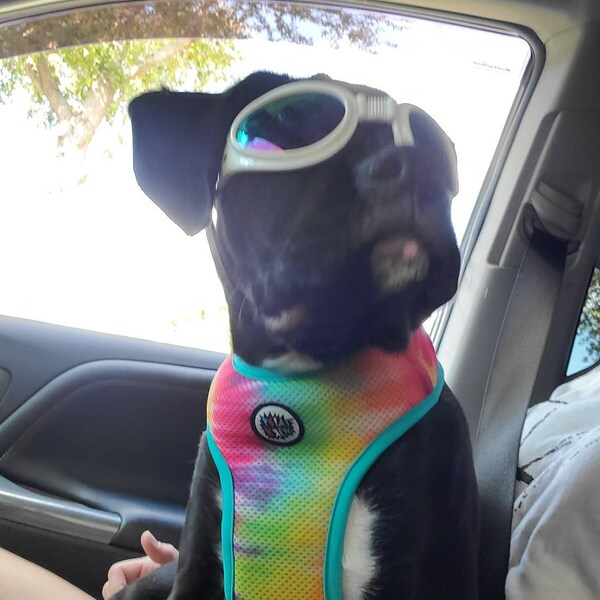 Cool Mesh Hundegeschirr Under The Sea – Pink/Schwarz Gepunktet Mit Sonnenbrille | Inkl. Passender Leine