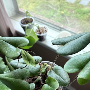 sittu added a photo of their purchase